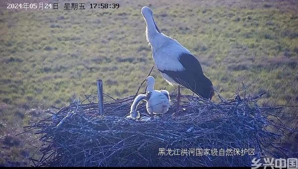 东方白鹳“守护记”(图2)