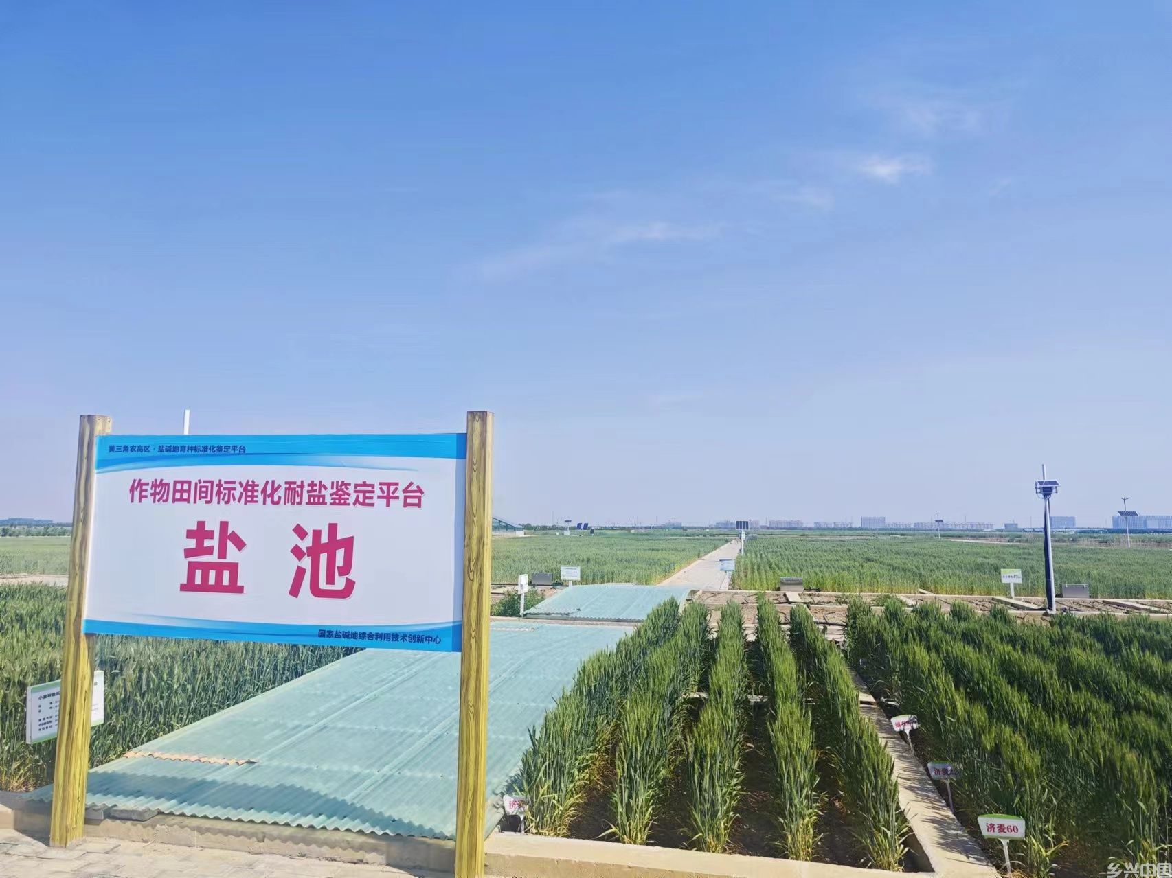 盐碱荒滩也是金山银山 ——山东东营市创新治理方式提升盐碱地综合利用效益观察(图3)