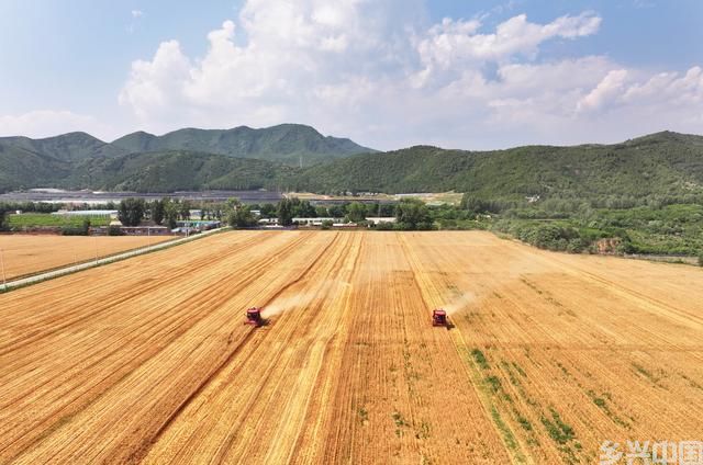 北京平谷：小麦收获忙(图2)
