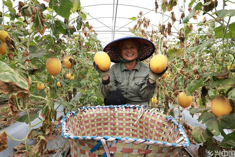村民展示刚采摘的哈密瓜。