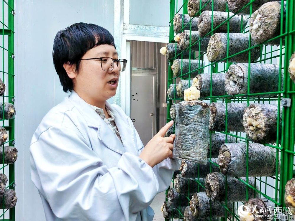 张君丽在观察银耳生长情况。人民网 李海霞摄