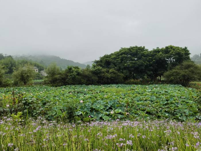 第二十二届兔肉节重庆分会场活动举行(图6)