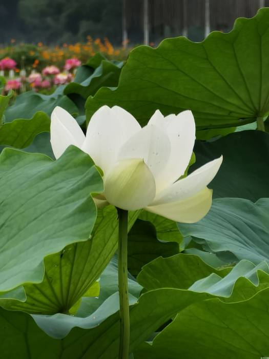 第二十二届兔肉节重庆分会场活动举行(图8)