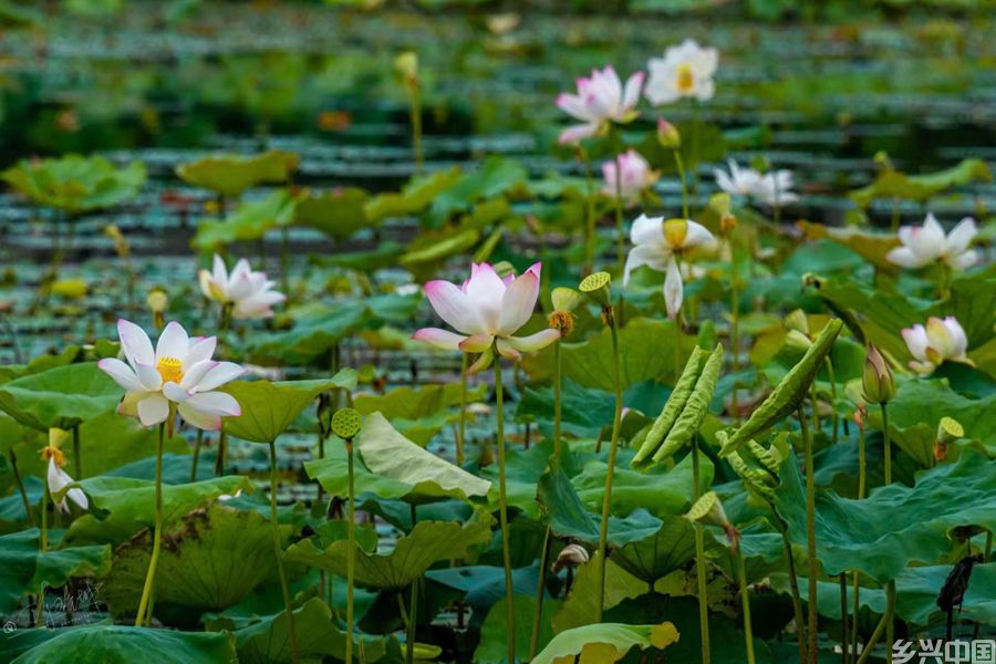 厦门集美马銮湾双溪湿地公园里的荷花竞相绽放。陈瑞坤摄