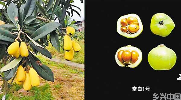 重庆发布十大突破性农作物种质资源(图2)