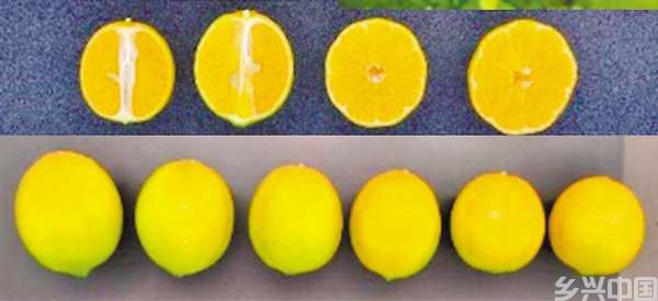 重庆发布十大突破性农作物种质资源(图5)