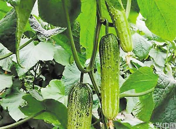 重庆发布十大突破性农作物种质资源(图6)