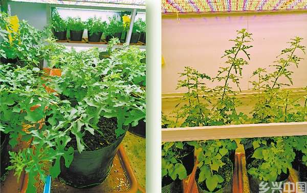 重庆发布十大突破性农作物种质资源(图10)