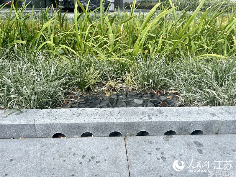 园区雨水花园中开孔的路缘石。人民网 王丹丹摄