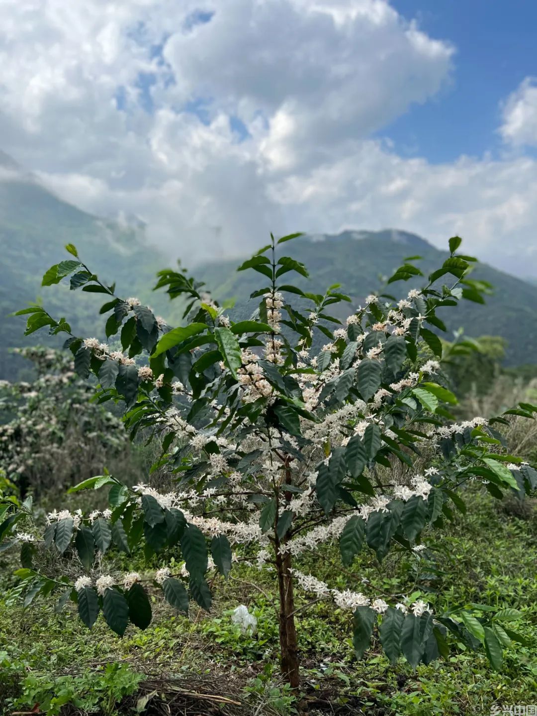 一杯好咖啡的寻味之旅(图3)