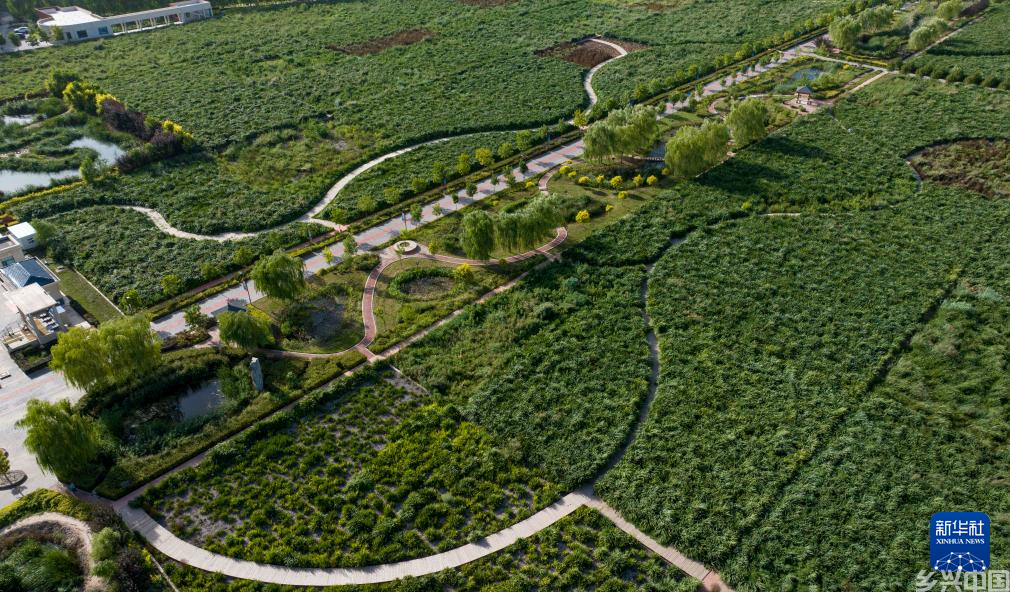 宁夏吴忠：打造人工湿地 守护母亲河(图8)