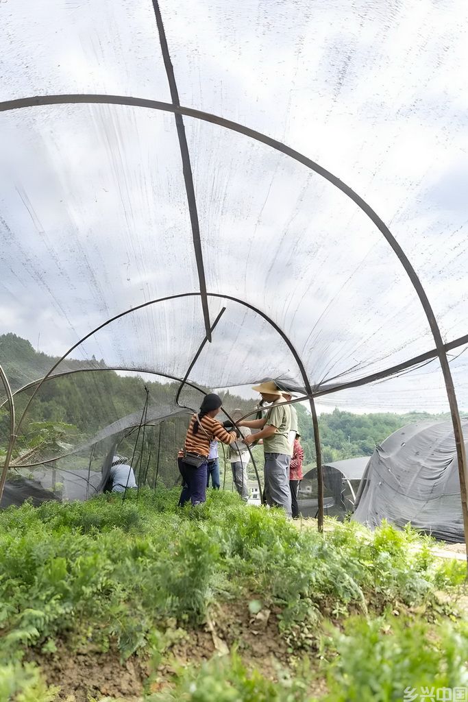 8月7日,在位于重庆市开州区温泉镇乐园村的重庆雪宝山国家级自然保护区崖柏繁育科研基地,工作人员为崖柏幼苗搭建遮阳棚。新华社记者 黄伟 摄