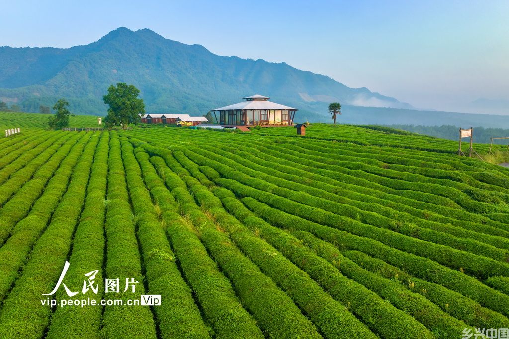 安徽旌德:茶旅融合 茶山变金山【4】