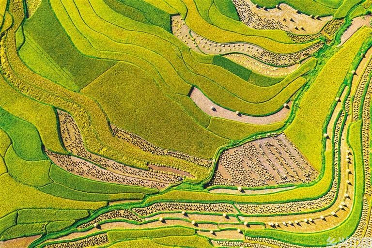 丰收盛景(图5)