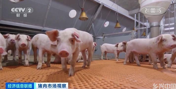 农业农村部：今年秋冬猪肉上市量将稳定增加(图3)