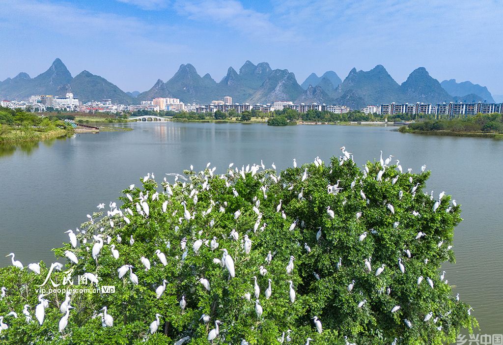 广西贺州:白鹭栖息爱莲湖【4】
