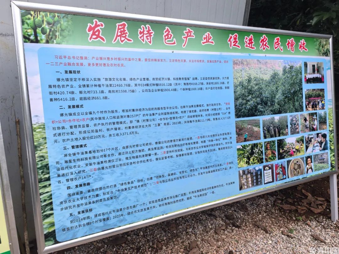 牛油果：从“洋水果”到“土特产”(图6)