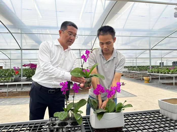 青海首个蝴蝶兰高标准繁育基地正式投用(图1)