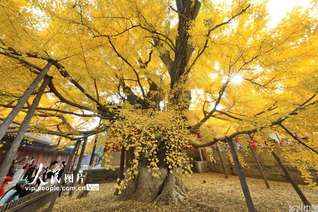 北京：大觉寺千年树王披“金甲”