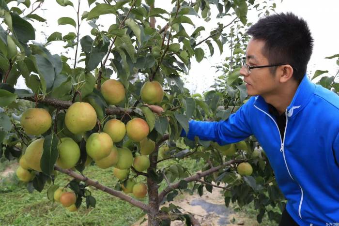 玉露香梨是如何走红的？(图2)