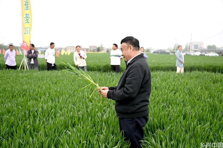 江淮粮仓“扩容”记(图5)