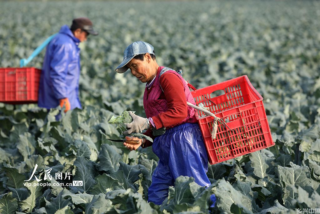 安徽蒙城:出口蔬菜采收忙