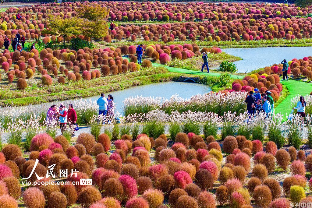 上海：五彩地肤草迎客来【5】