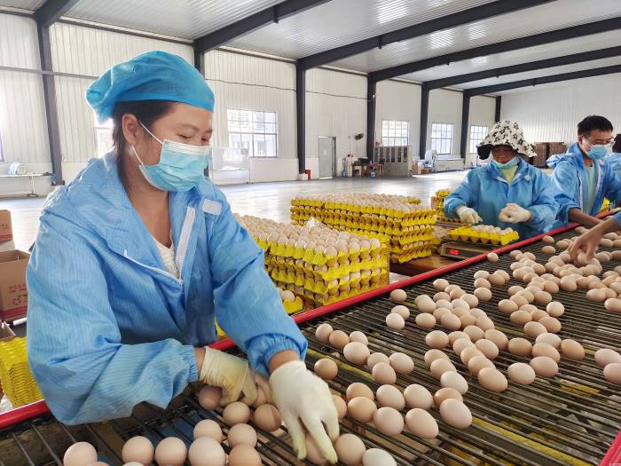 “减抗”三方经验谈 ——贵州省探索蛋鸡兽用抗菌药物使用减量化行动(图3)