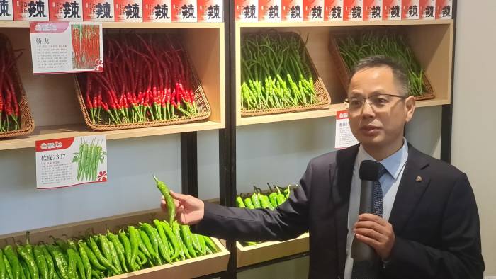 湖南省长沙县:实验室如何长出辣椒新品种?(图2)