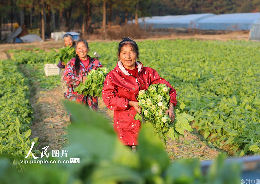 江西泰和：采收蔬菜保供应