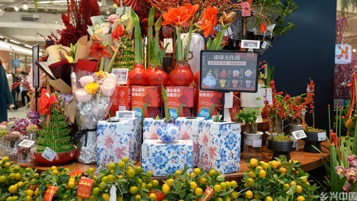 年宵花“受宠”(图4)