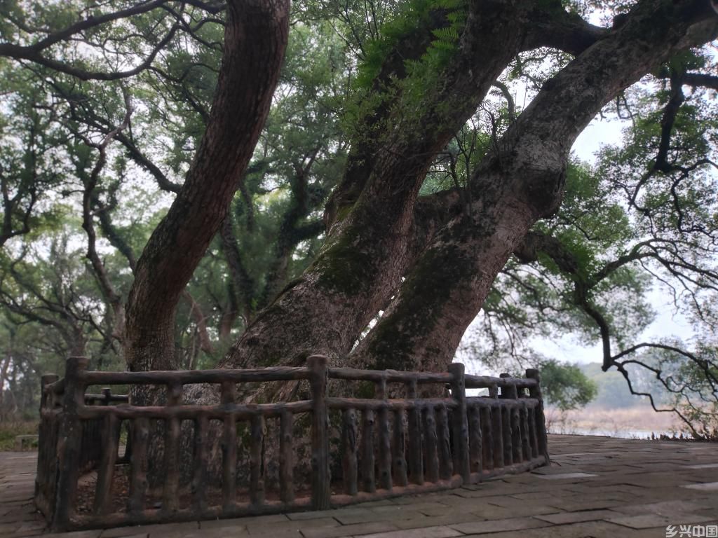 新春走基层丨这个江南水乡，古树都戴上了“身份证”(图2)