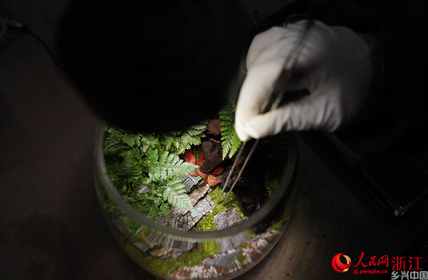 丽水市莲都区老竹畲族镇共富工坊内，工作人员正在制作苔藓微瓶栽。人民网 章勇涛摄