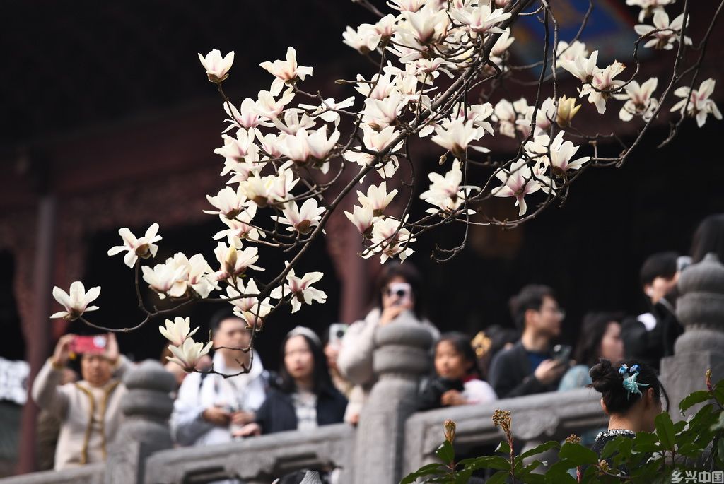 3月9日，游客在南京朝天宫观赏拍摄玉兰花。新华社发（杨素平摄）