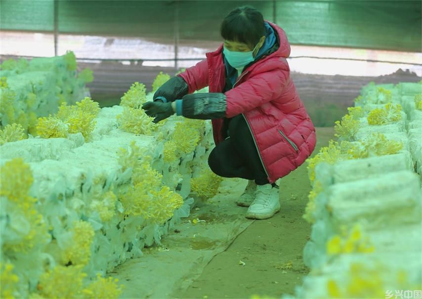 【象商乡镇】虞城闻集：统战精“绣”致富花 蘑菇小镇产业兴(图2)