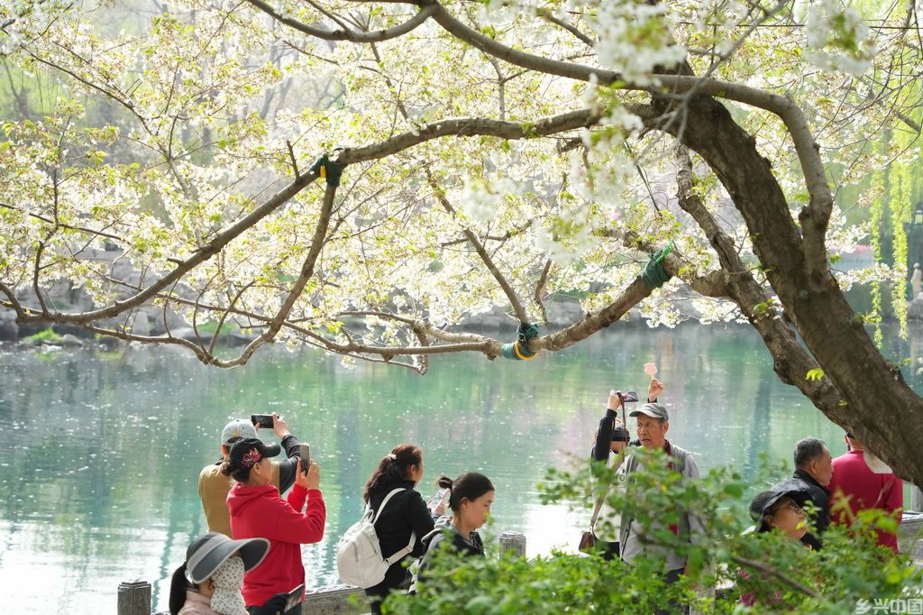 3月25日，人们在山东省济南五龙潭公园观赏樱花。新华社记者 徐速绘 摄