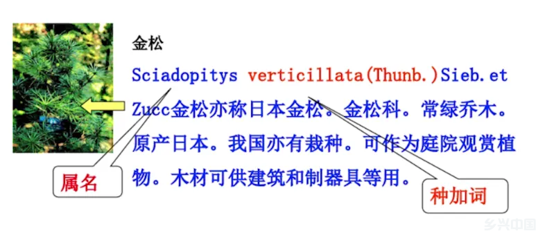 给几十万种植物“取名”，还不重名？揭秘植物名字的“套路”(图6)