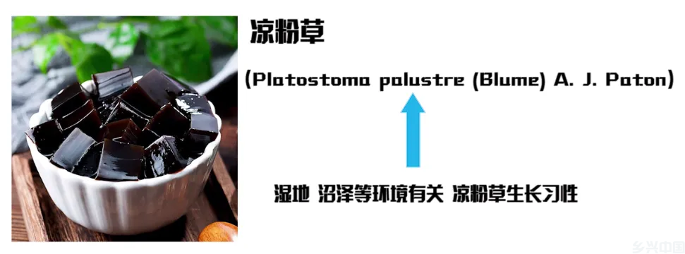 给几十万种植物“取名”，还不重名？揭秘植物名字的“套路”(图7)
