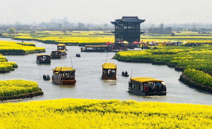 千垛菜花次第开(图2)