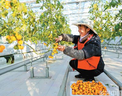 2024年12月19日，江西省瑞昌市高标准设施蔬菜示范中心，工人正在采摘西红柿。魏东升摄（人民视觉）