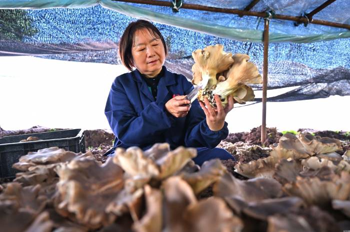 灵芝菇丰收助增收(图1)