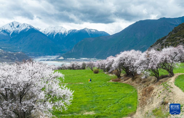 灼灼桃花织就高原生态画卷(图1)