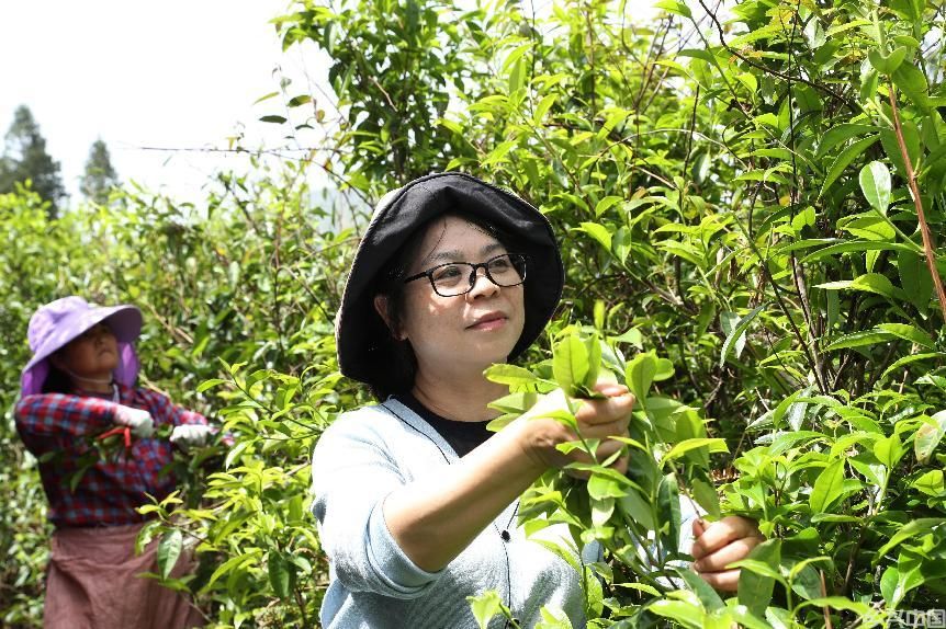  早芽种武夷岩茶开采(图1)