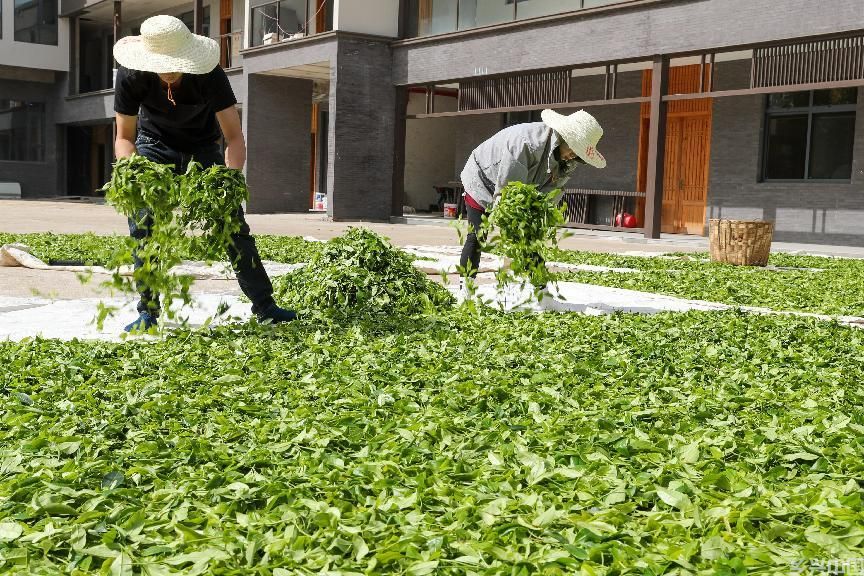  早芽种武夷岩茶开采(图4)