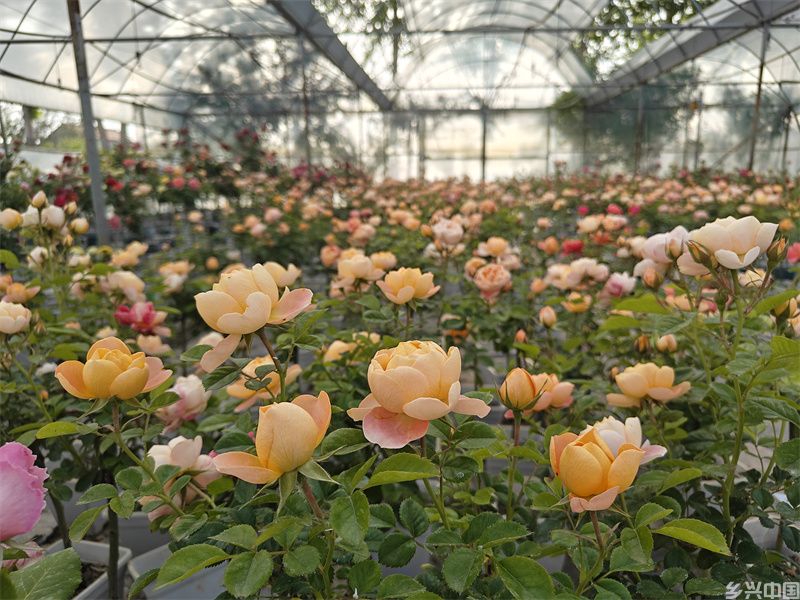 菏泽市定陶区张湾镇申海村一惟花艺基地内,月季争相盛放。万成摄