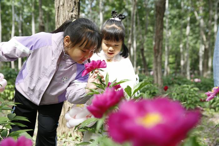 北京平谷东高村镇前台头村10万株芍药进入始花期(图1)