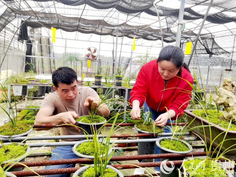 杨华飞与妻子陈友静仔细查看兰花长势。人民网记者 王秀芳摄1.jpg