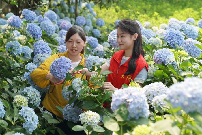 江苏金湖：打造花卉种植基地 促进产业融合发展(图1)