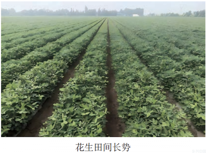 水肥一体化提单产丨华北高油酸花生膜下滴灌水肥一体化技术模式(图4)