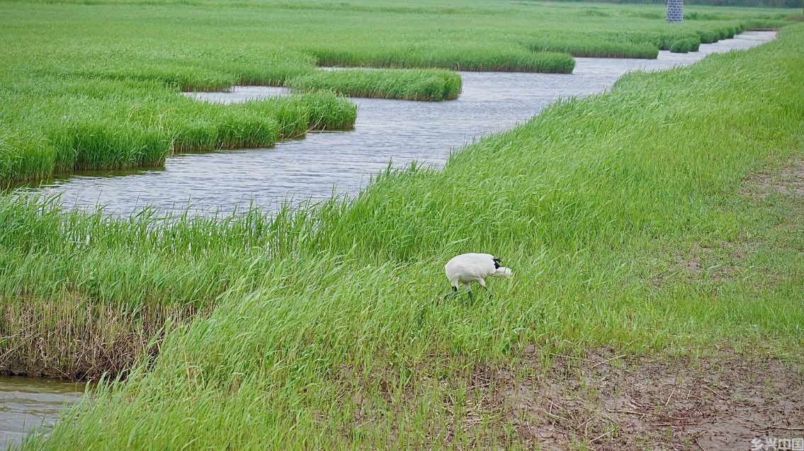 在大凌河口滨海湿地栖息的野生丹顶鹤。人民网记者 周颂雪摄